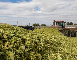 «Сварог Вест Груп» заготовив 70 тис. тонн зелених кормів
